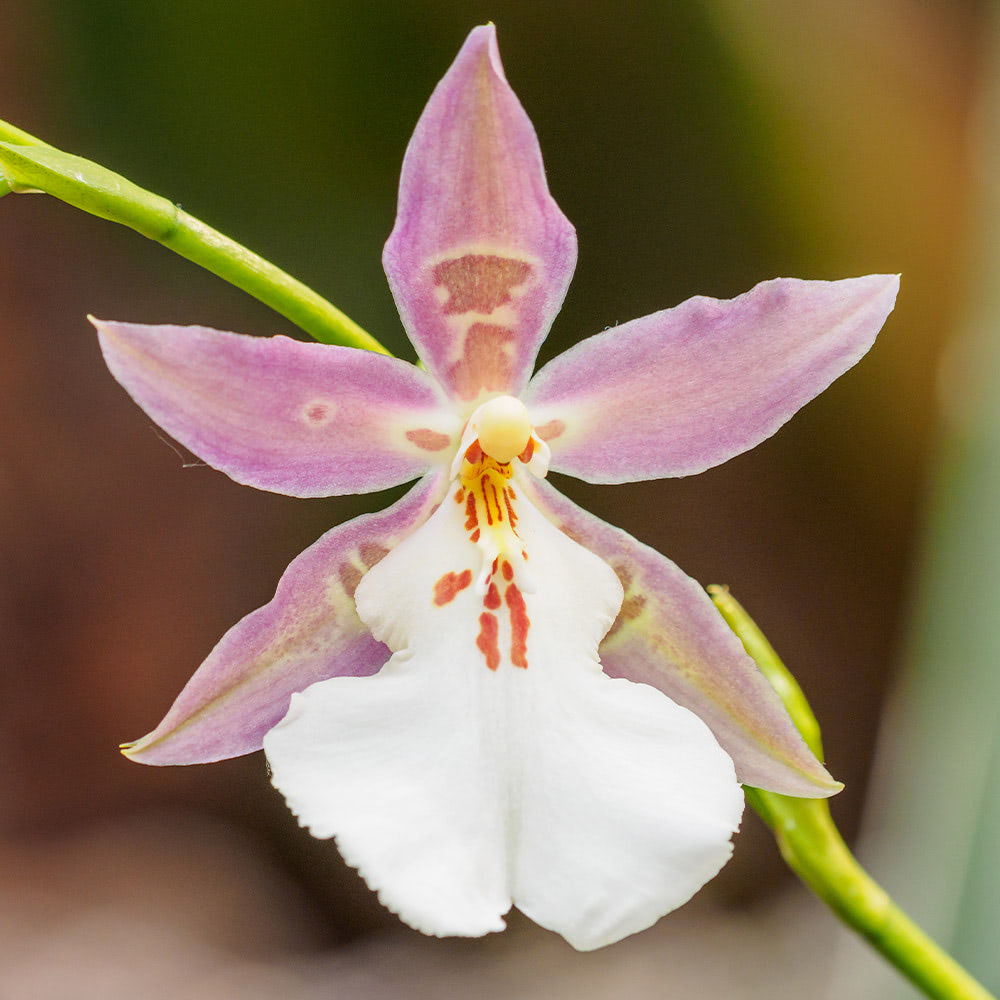 Close-up view of a blossoming purple oncidium orchid