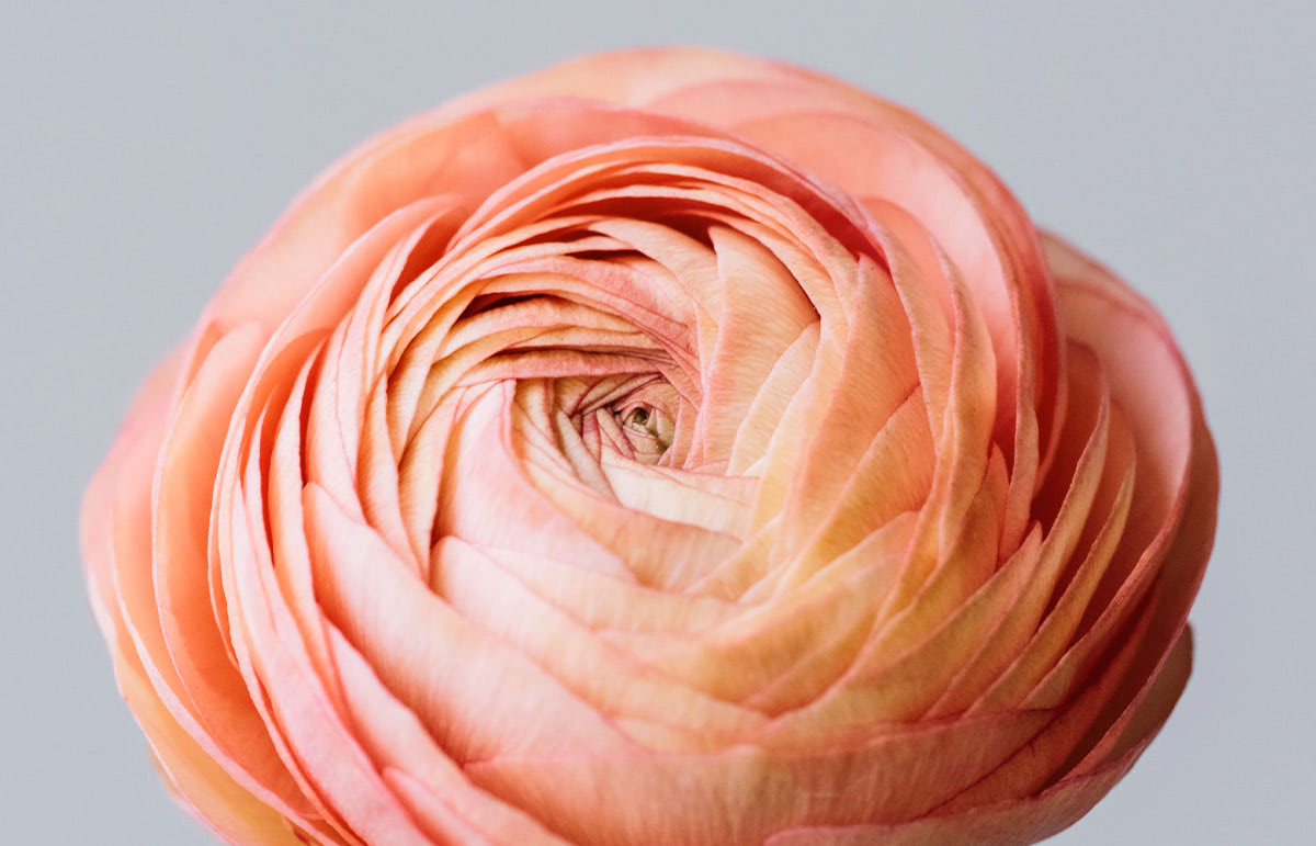 A peach-colored ranunculus, displaying tightly spiraled, layered petals on a plain, light gray background.