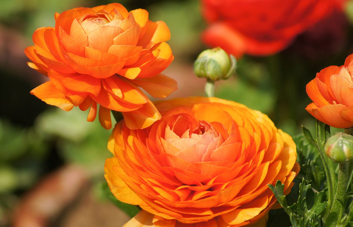 Orange Ranunculus flowers bloom vibrantly in a garden, surrounded by green foliage and other blossoms, creating a colorful and lush environment.