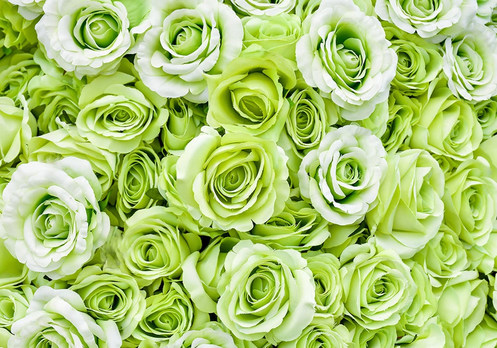 Green roses tightly packed together, creating a dense floral arrangement with layered petals, exhibiting varying shades from light green to white at the edges.