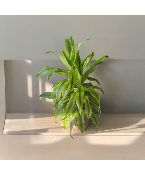 Lemon Lime Stripe Dracena  8” Plant