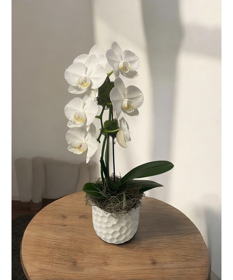 Mini White Orchid Plant