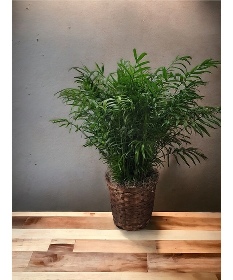 Palm Floor Plant