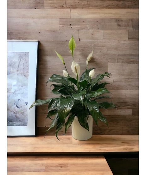 Peace Lily -Small