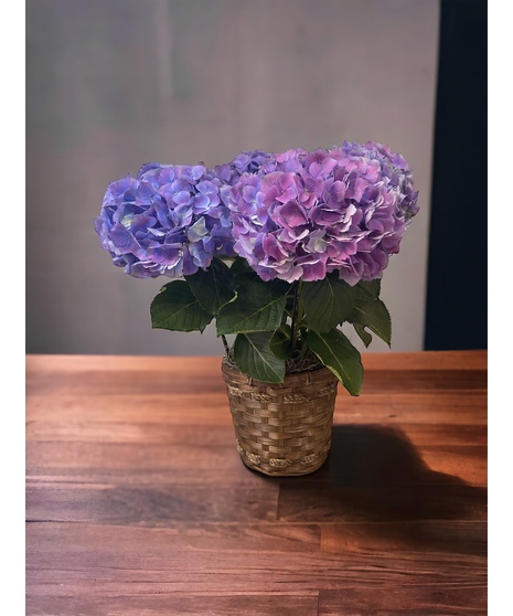 Purple Blue Hydrangea Plant