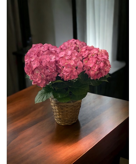 Pink Hydrangea Plant