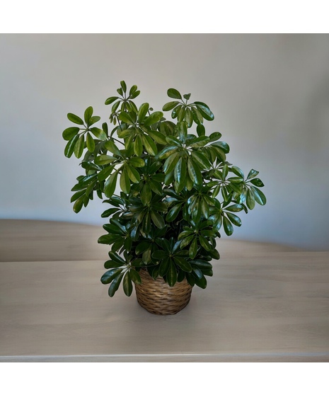 Schefflera Plant