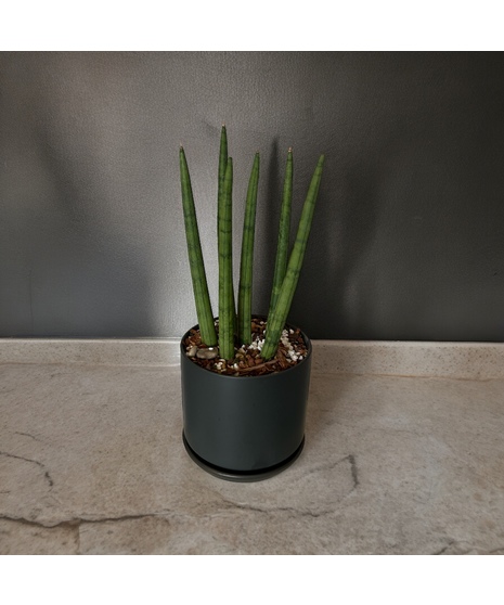 Cylinder Sansevieria Plant