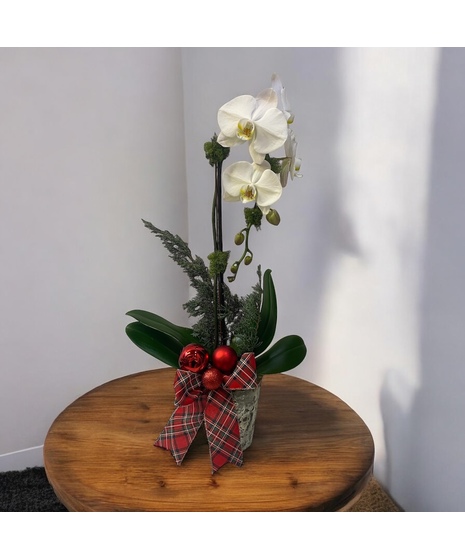 Christmas Waterfall White Orchid Plant