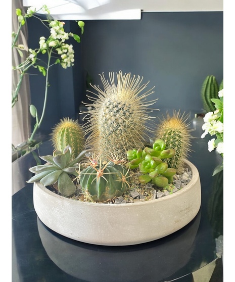 Spike Cactus Planter