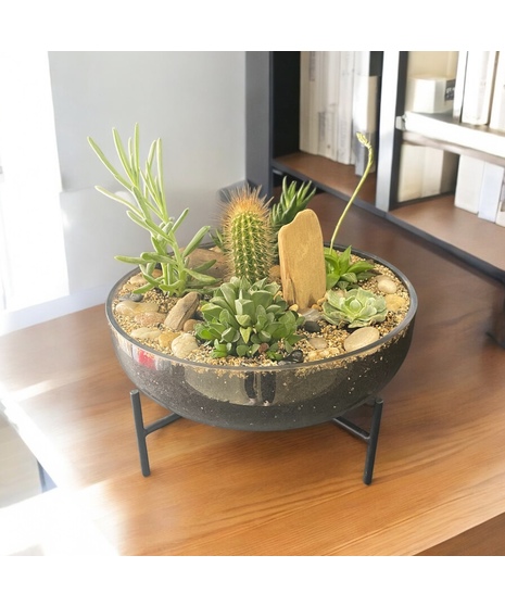 Cactus- Succulents in Glass bowl w/ stand