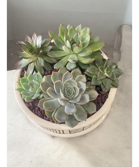 Arizona Succulent Planter