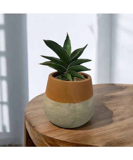 Sansevieria Sawtooth